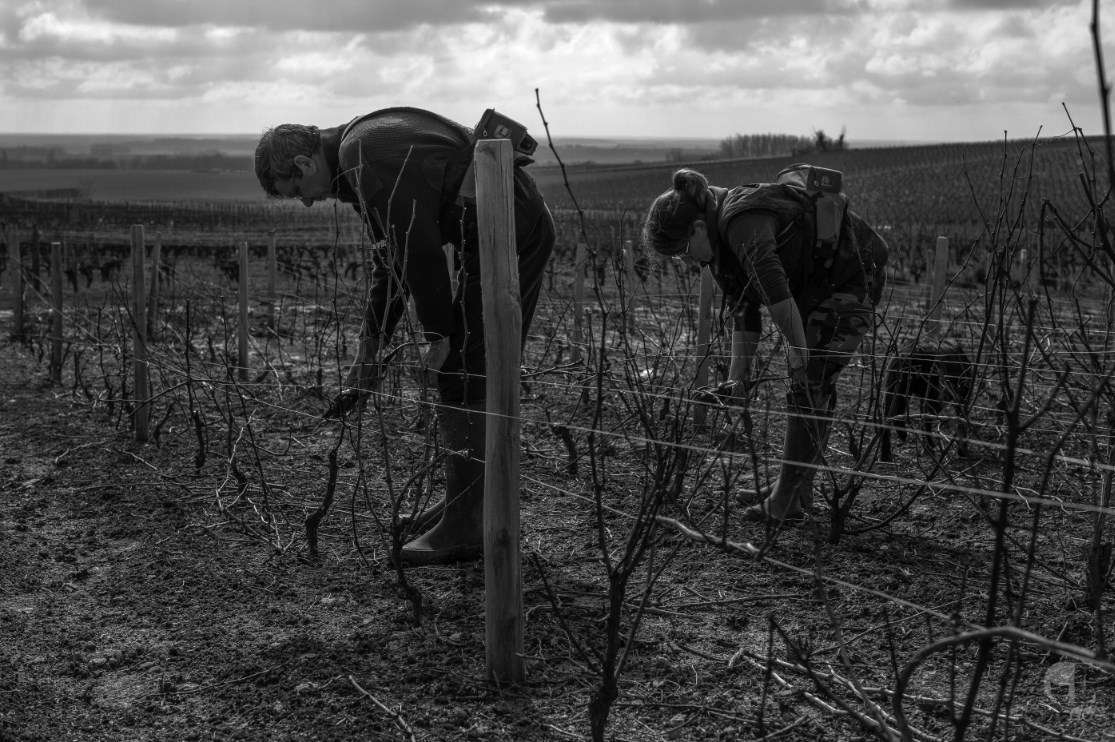 Domaine JC Leclerc1