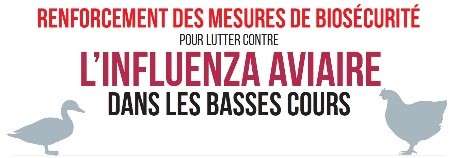 Influenza aviaire