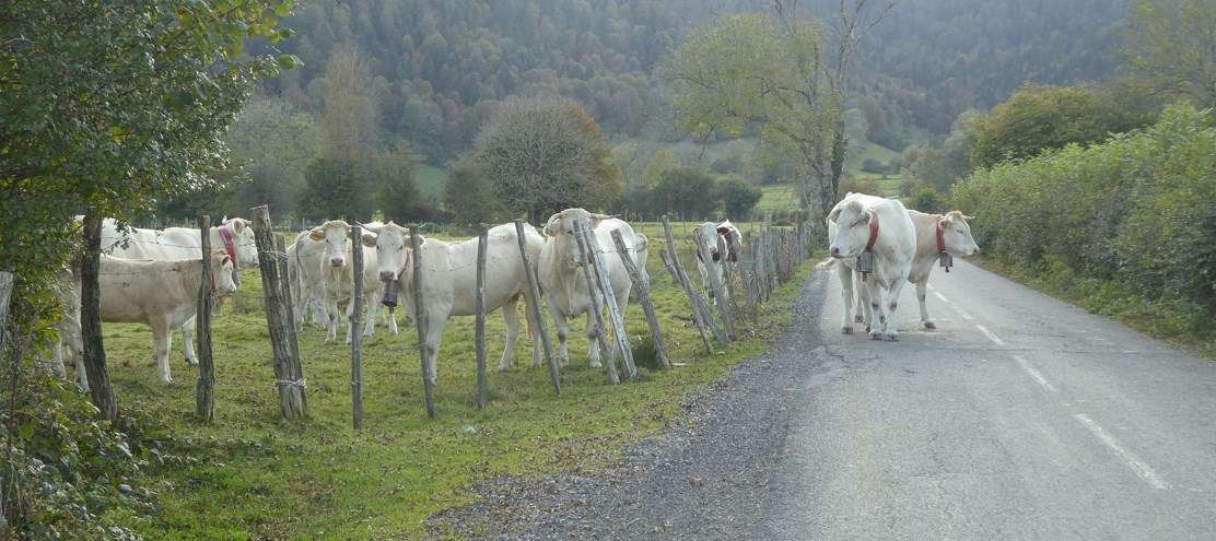 Vaches sur la route