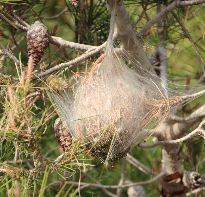 chenilles processionnaires